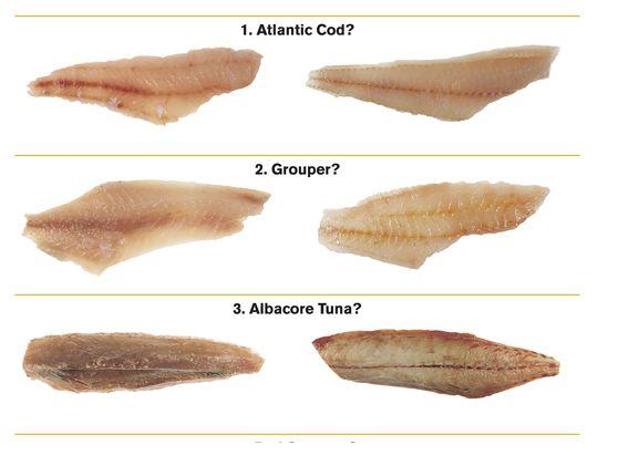 Seafood fraud 2